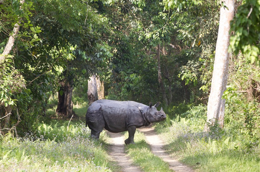 rhinoceros-assam-kaziranga